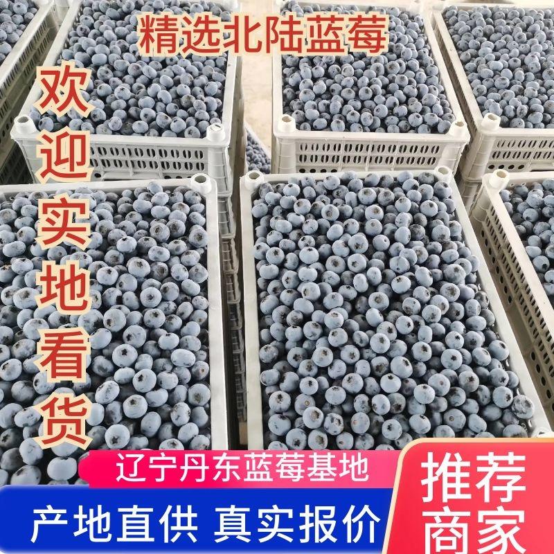 辽宁丹东【陆地】蓝莓大量上市全国代发欢迎来电咨询