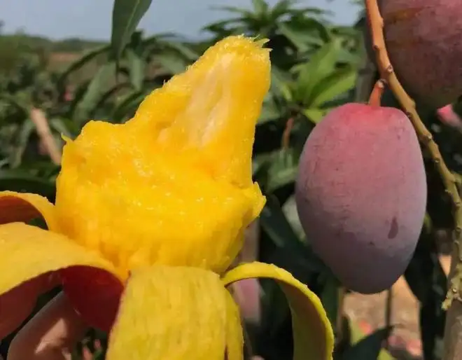 贵妃芒果肉对比图