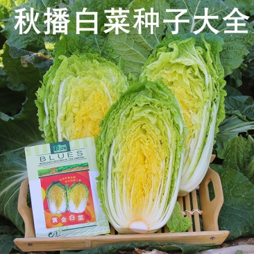 白菜种子苗子高产黄心大白菜耐热耐储存抗病性好芽率高