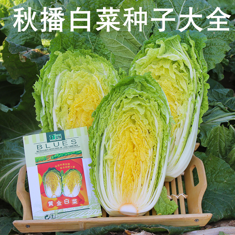 白菜种子苗子高产黄心大白菜耐热耐储存抗病性好芽率高