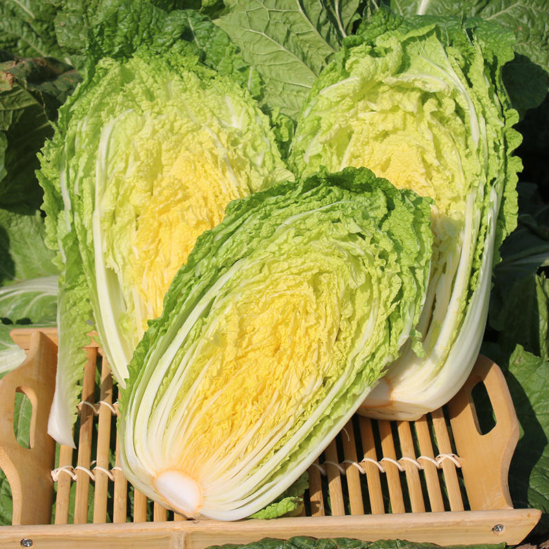 白菜种子苗子高产黄心大白菜耐热耐储存抗病性好芽率高