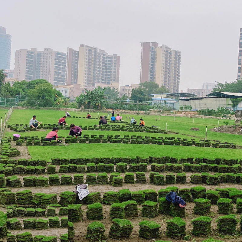 台湾草皮草卷广东基地长期大量供应保质保量