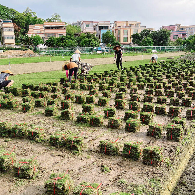 台湾草皮草卷广东基地长期大量供应保质保量