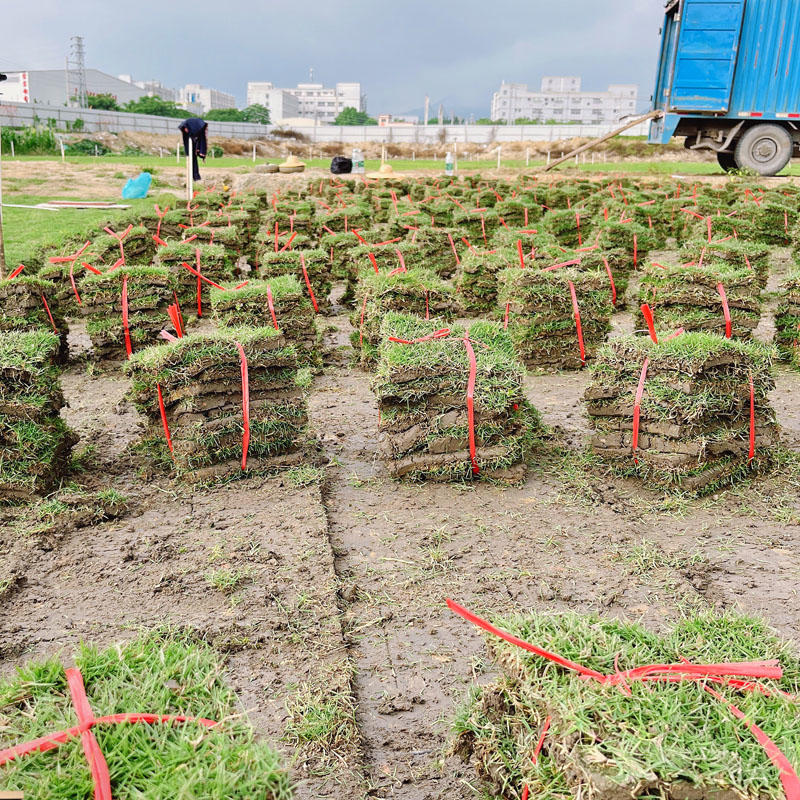 台湾草皮草卷广东基地长期大量供应保质保量