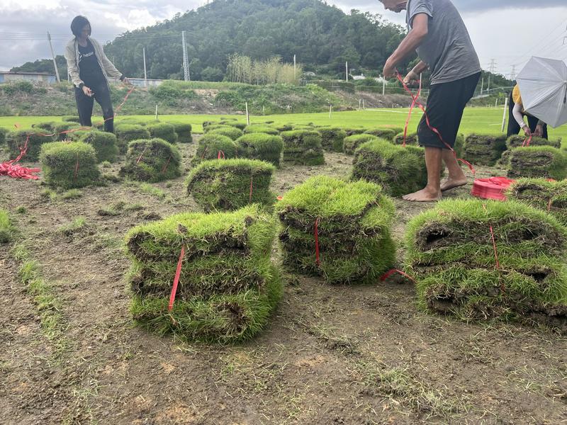 台湾草皮草卷广东基地长期大量供应保质保量