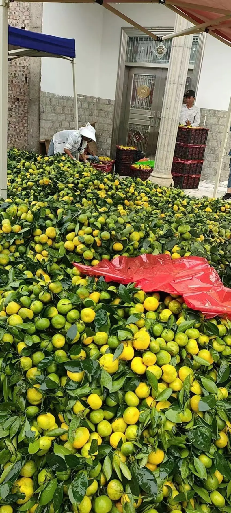 云南蜜橘特早蜜橘小叶果光果常年对接电商商超市场零担