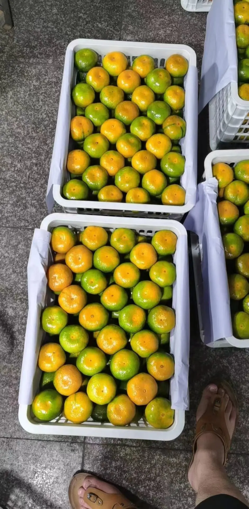 云南蜜橘特早蜜橘小叶果光果常年对接电商商超市场零担