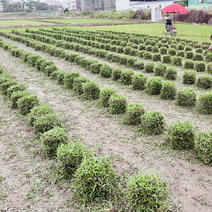 广东精品大叶油草公园公路护坡园林绿化基地直供保质保量