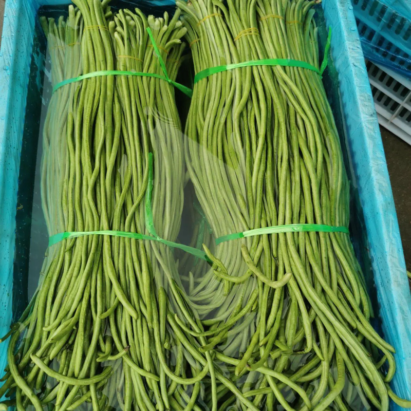 【热销】长豆角新鲜上市大量货源可长期稳定供货批发价