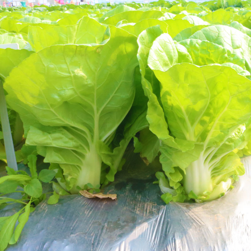 快菜种子种籽四季小白菜蔬菜青菜耐热菜籽孑籽种菜种