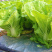 快菜种子种籽四季小白菜蔬菜青菜耐热菜籽孑籽种菜种