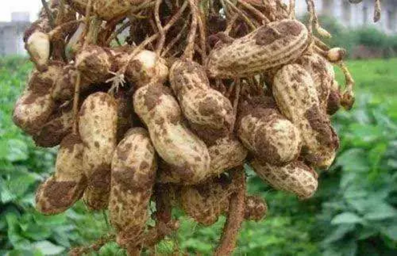 【鲁花花生】鲜花生鲁花花生现摘现发货源充足稳定电联