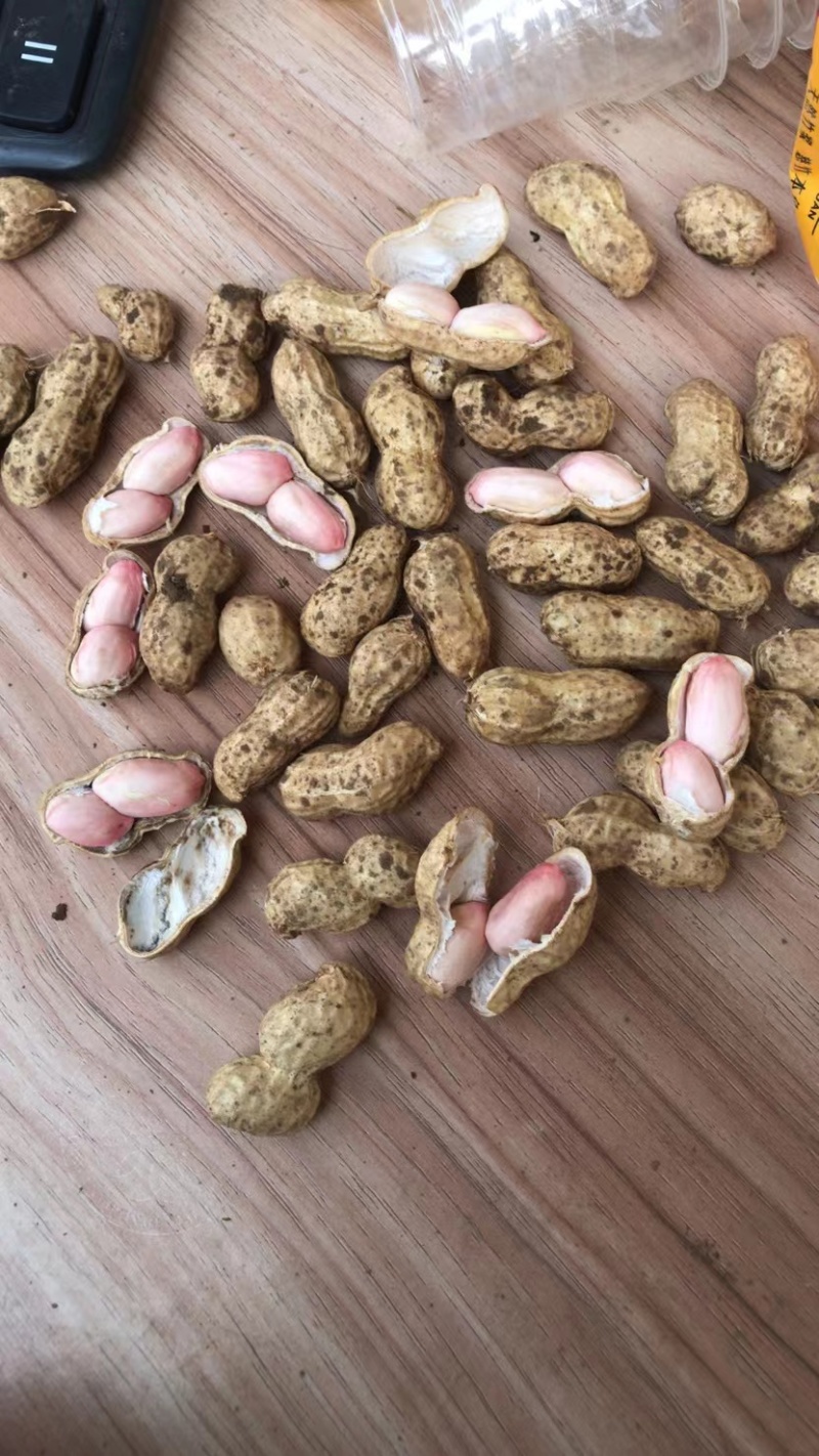 【鲁花花生】鲜花生鲁花花生现摘现发货源充足稳定电联