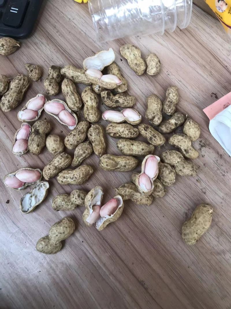 【鲁花花生】鲜花生鲁花花生现摘现发货源充足稳定电联