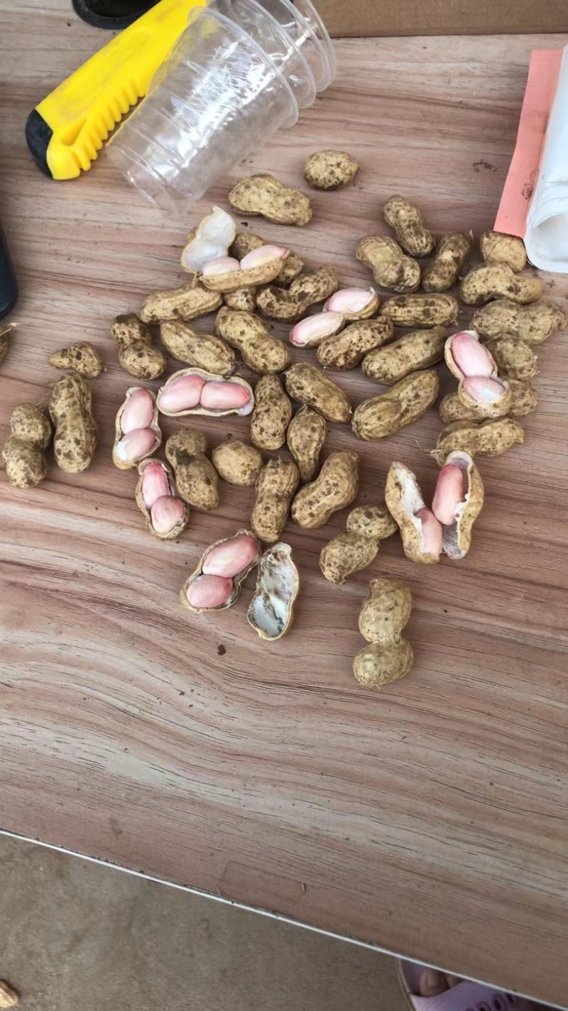 【鲁花花生】鲜花生鲁花花生现摘现发货源充足稳定电联