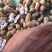 【鲁花花生】鲜花生鲁花花生现摘现发货源充足稳定电联