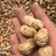 【鲁花花生】鲜花生鲁花花生现摘现发货源充足稳定电联