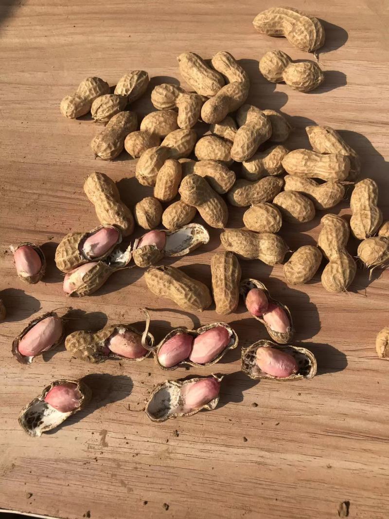【鲁花花生】鲜花生鲁花花生现摘现发货源充足稳定电联
