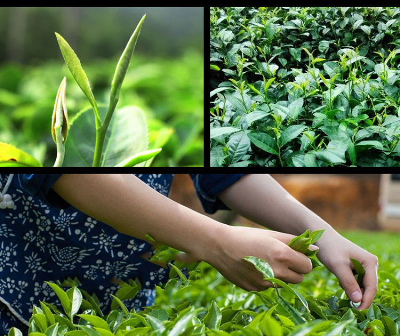 大叶苦丁茶五指山海南125g/特产青山绿水三亚