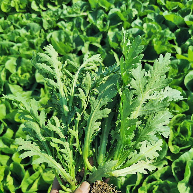 皇帝菜中叶茼蒿种子青菜种籽春菊菜种农家菜籽阳台籽种四季