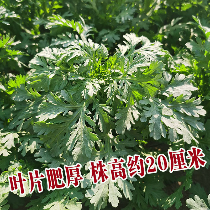 皇帝菜中叶茼蒿种子青菜种籽春菊菜种农家菜籽阳台籽种四季