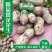 【鲁花花生】鲜花生鲁花花生现摘现发货源充足稳定电联