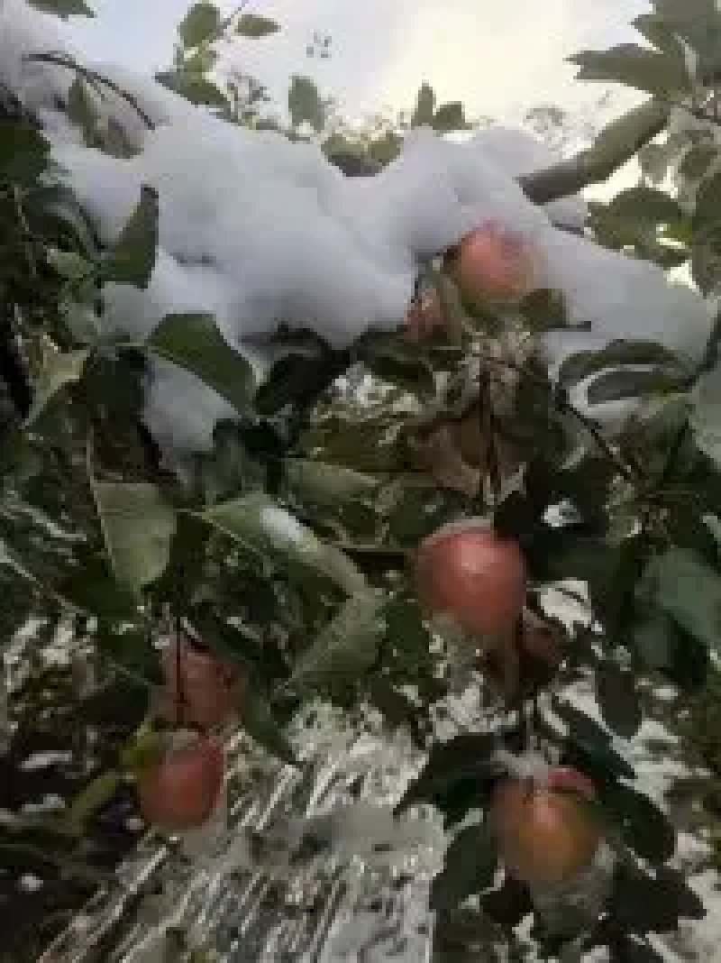 【精品】红富士苹果，大量现货，产地直发，全国发货，欢迎采购