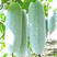 台湾迷你小冬瓜种子早熟高产抗病粉皮小冬瓜种籽