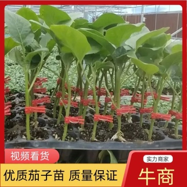 嫁接茄子苗长茄圆茄专业育苗品种规格齐全来电洽谈～