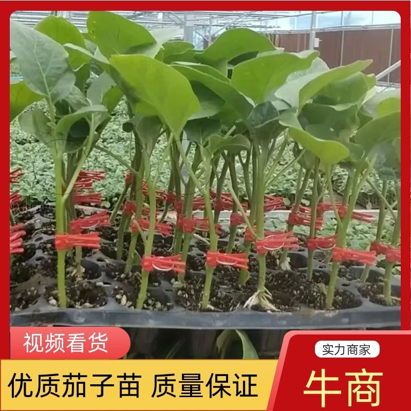嫁接茄子苗长茄圆茄专业育苗品种规格齐全来电洽谈～