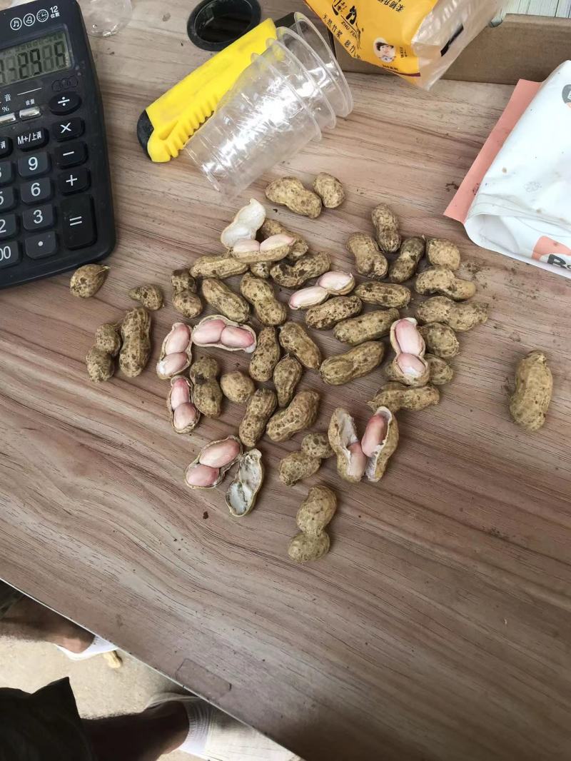 【电话议价】鲁花鲜花生新鲜花生量大从优协助找车电联