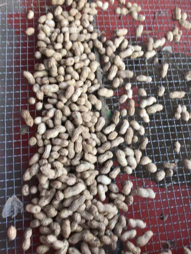 【电话议价】鲁花鲜花生新鲜花生量大从优协助找车电联