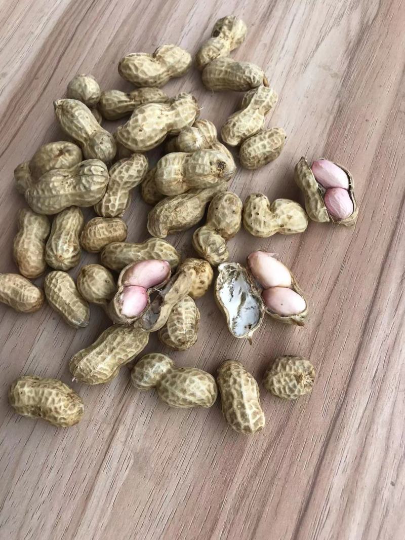 【电话议价】鲁花鲜花生新鲜花生量大从优协助找车电联