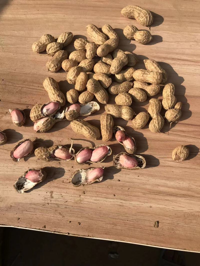 【电话议价】鲁花鲜花生新鲜花生量大从优协助找车电联