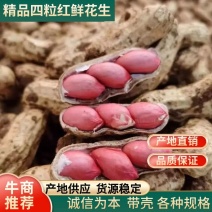 四粒红花生鲜花生自家农场种植粒粒饱满产地直销
