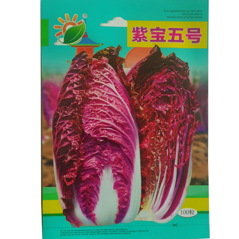 紫宝5号紫白菜种子春秋种植高产抗病强蔬菜基地