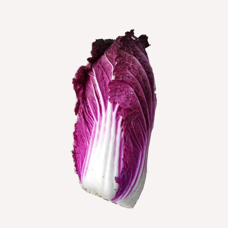 紫宝5号紫白菜种子春秋种植高产抗病强蔬菜基地
