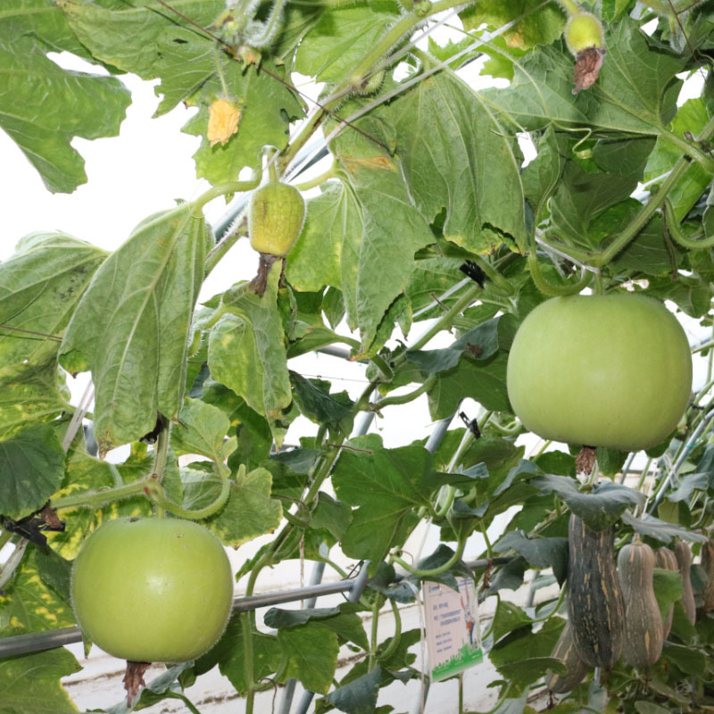 香芋冬瓜种子小冬瓜种籽青皮冬瓜种孑肉厚香芋春秋