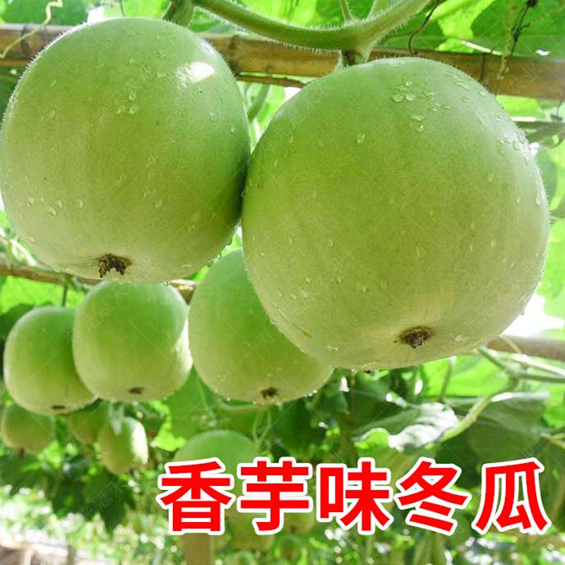 香芋冬瓜种子小冬瓜种籽青皮冬瓜种孑肉厚香芋春秋