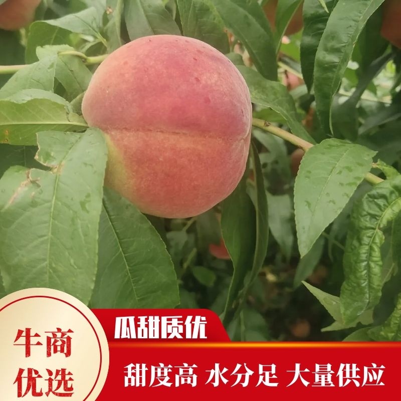 桃红桃河南红桃大量上市欢迎各位采购商前来洽谈合作