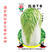 丰抗78白菜种子秋季大白菜种子杂交抗病高产登海抗霜霉
