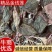 【牛商推荐】金线莲，福建金线莲，产地直发，一件代发