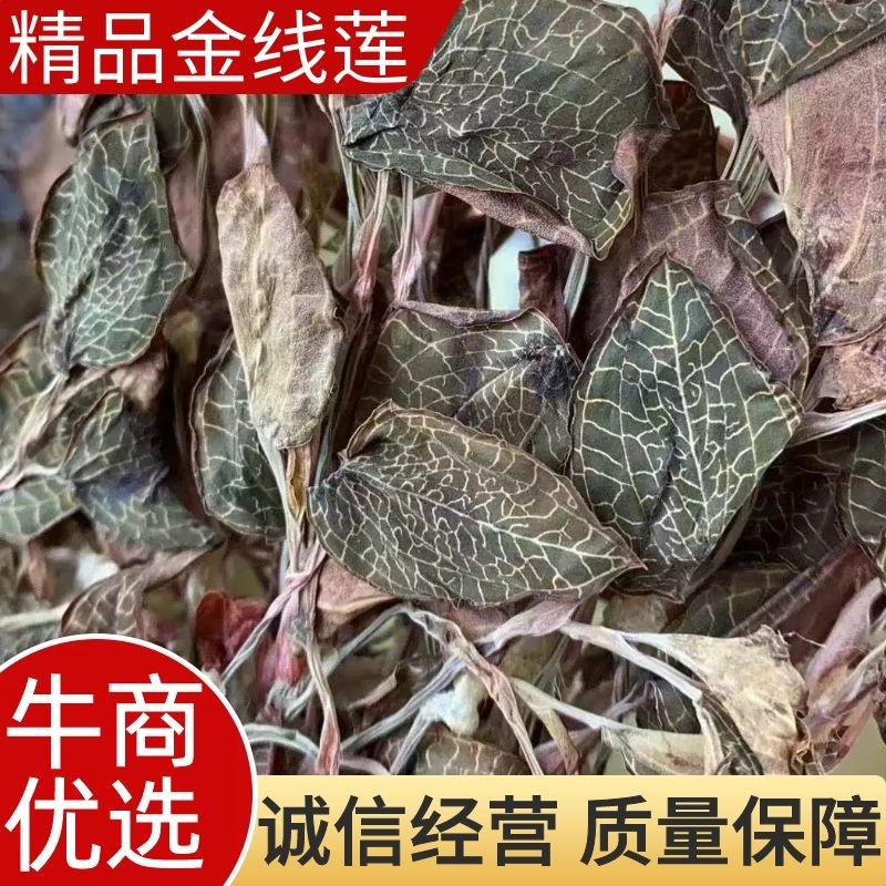 【牛商推荐】金线莲，福建金线莲，产地直发，一件代发