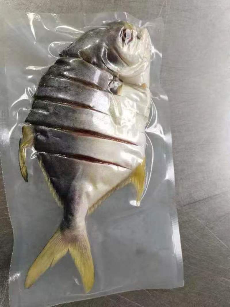 湛江北部湾海域金鲳鱼一夜埕，三去，少骨多肉，肥美鲜香
