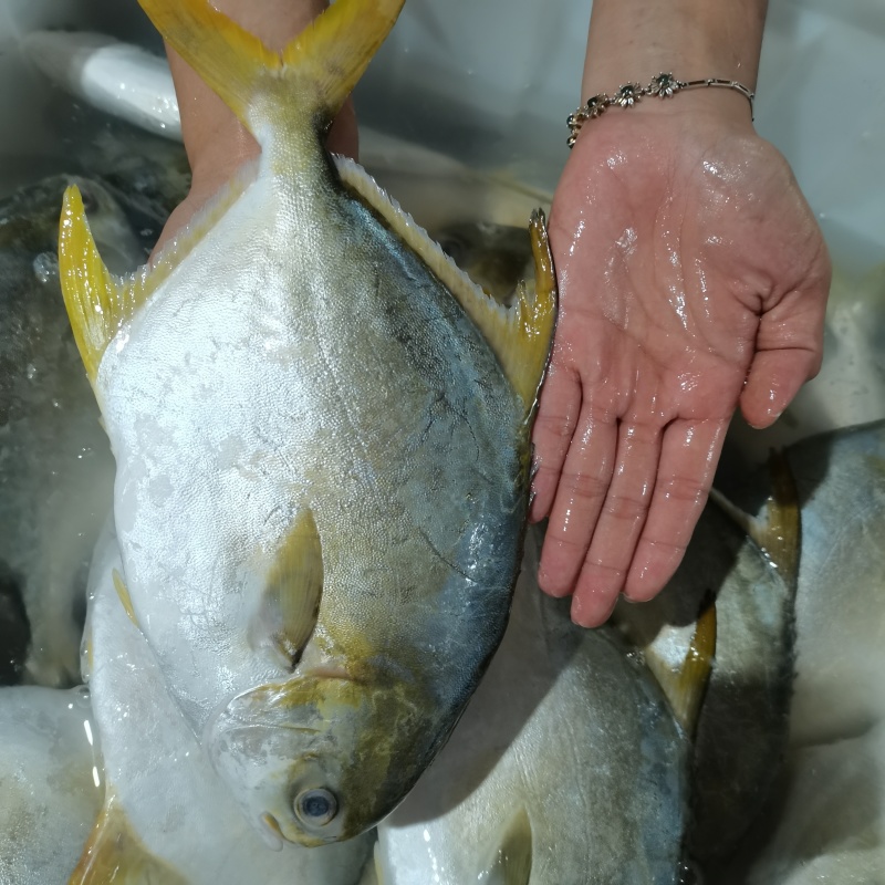 湛江北部湾海域金鲳鱼一夜埕，三去，少骨多肉，肥美鲜香