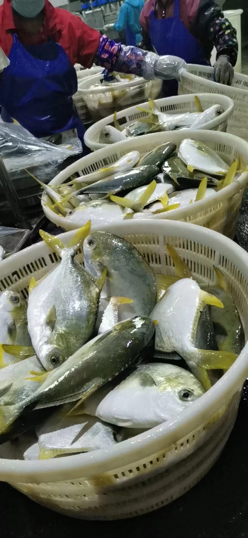 湛江北部湾海域金鲳鱼一夜埕，三去，少骨多肉，肥美鲜香