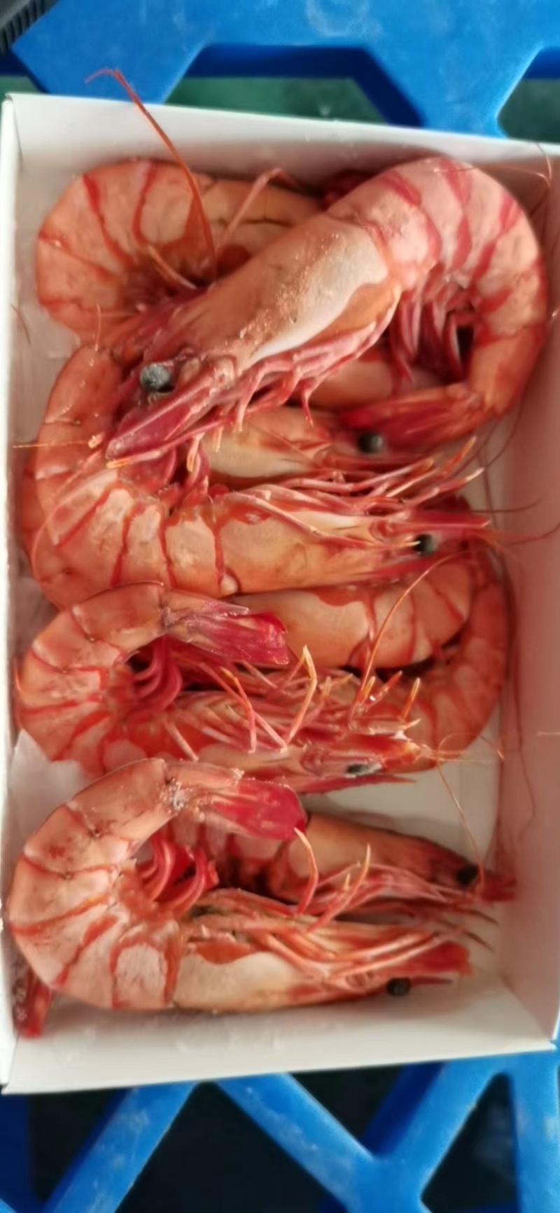 熟黑虎虾，货源充足，品质保证，诚信经营，欢迎选购