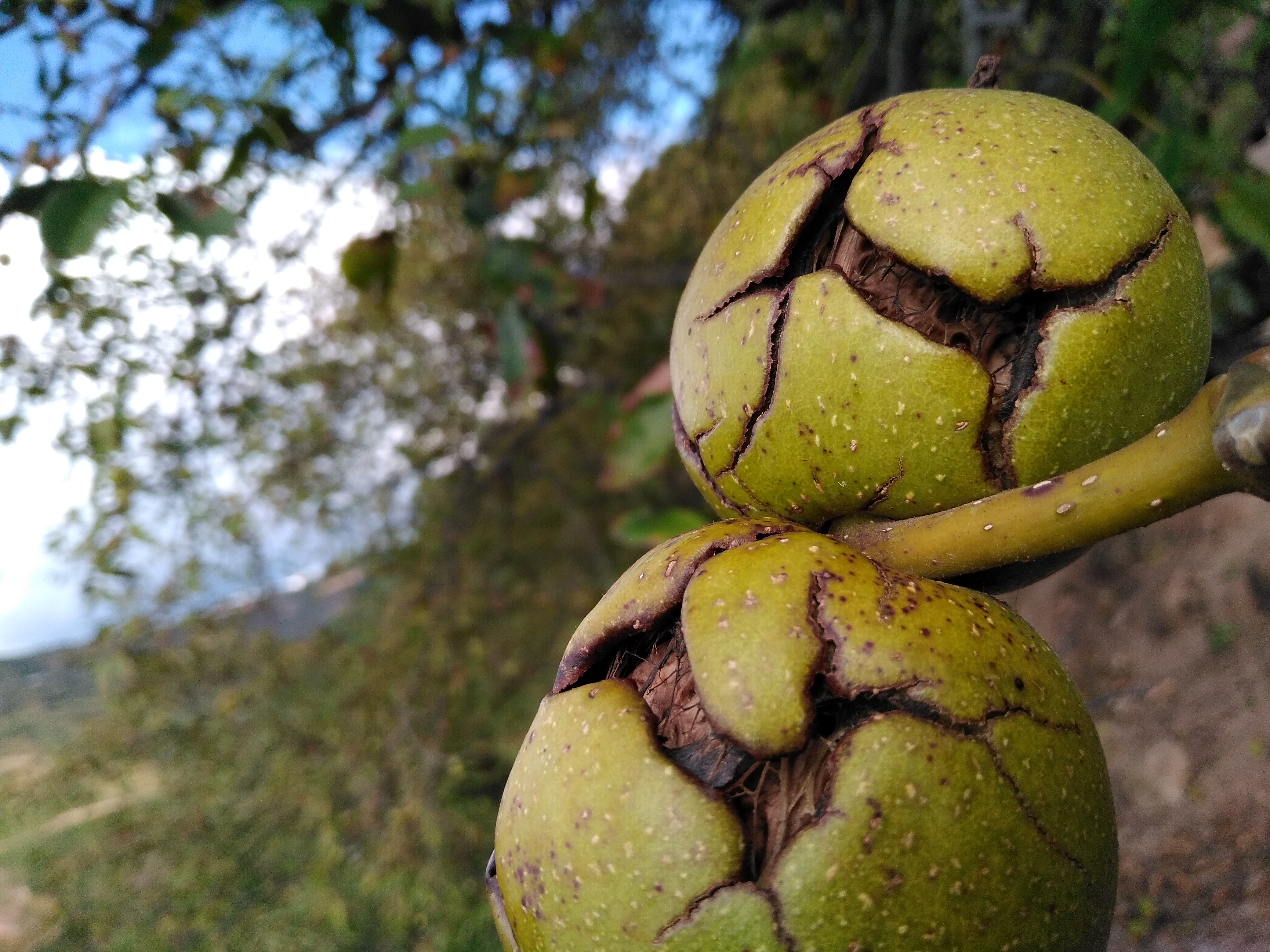 熟纸皮核桃特写