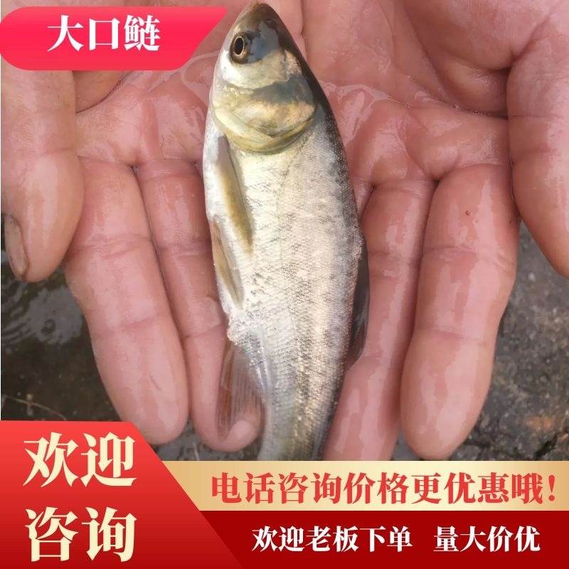 大口鲢，肉食性鱼类，长势快，成活率高……7