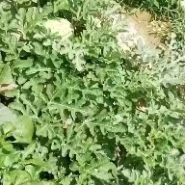 金城5号西瓜大量有货瓜田包熟一手货源保质保量